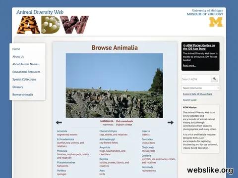 animaldiversity.org