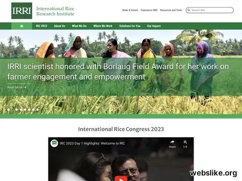 irri.org